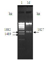 Strawberry NCED gene and construction of vector thereof