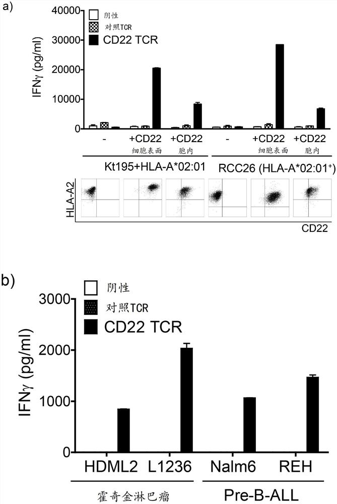 Cd22-specific t cell receptors and adoptive t cell therapy for treatment of b cell malignancies