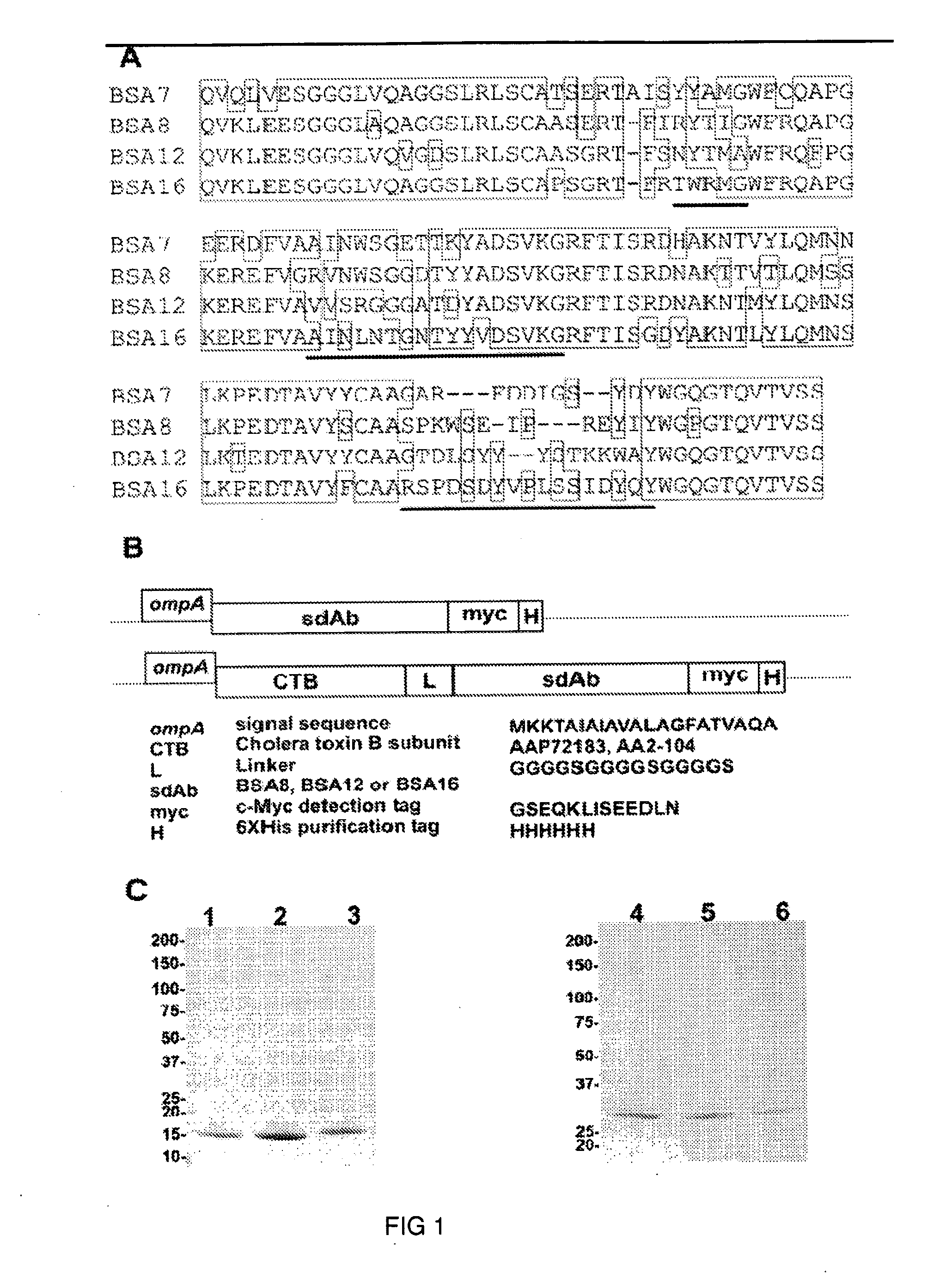 Induction of mucosal immune responses by mucosal delivery pentabody complex (MDPC)