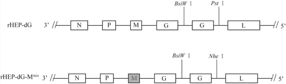 Recombinant rabies virus carrying deoptimized M gene and two G genes