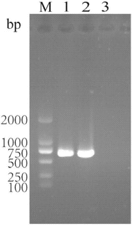 Recombinant rabies virus carrying deoptimized M gene and two G genes