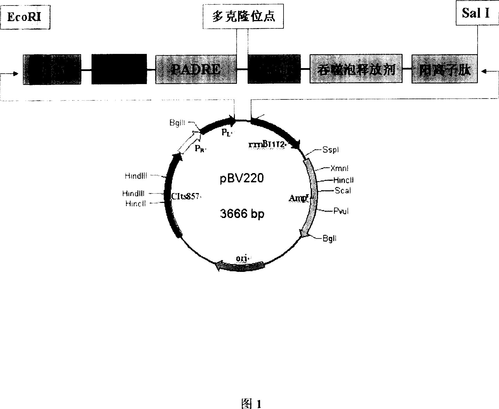 Construction and expression for tumor immunity synergistic carrier pBVIM