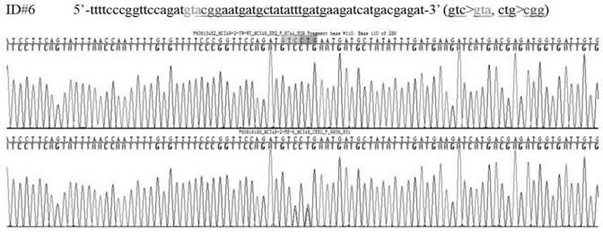 Construction method of gtpch enzyme deficiency mouse model with motor dysfunction phenotype