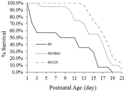 Construction method of gtpch enzyme deficiency mouse model with motor dysfunction phenotype