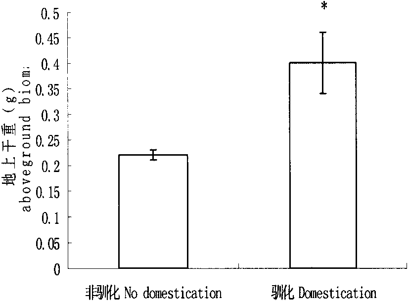 Method for enhancing drought resistance of festuca arundinacea by adopting domesticated plant seeds