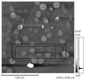 Method for constructing type III collagen photoelectrochemical sensor based on rhenium disulfide nanosheet and application