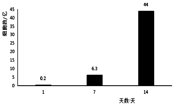 Method for in vitro multiplication culture of NK cells