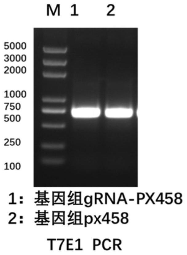 Cell strain as well as preparation method and application thereof