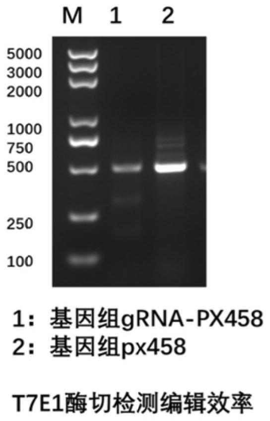 Cell strain as well as preparation method and application thereof