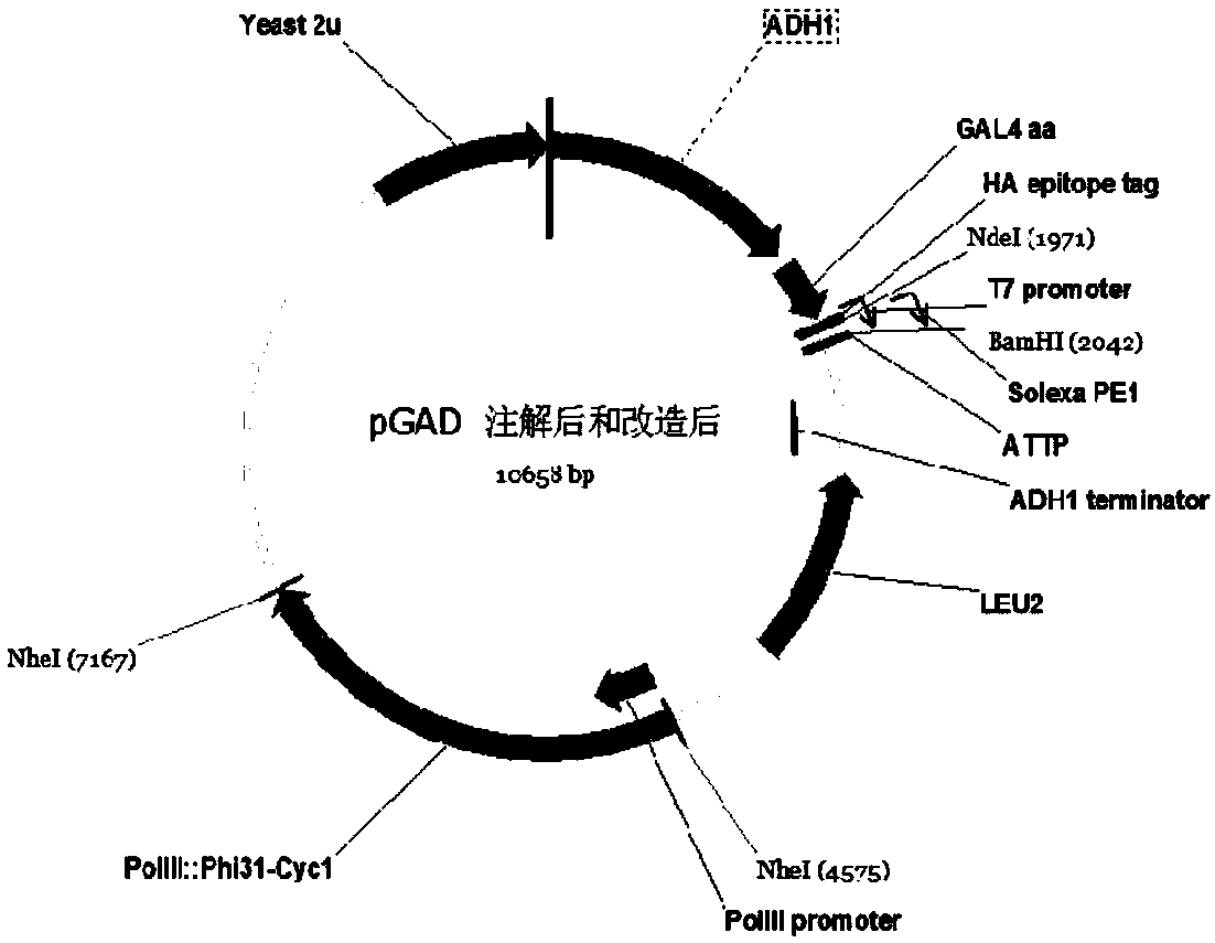 Recombinant vector for high-throughput yeast two-hybrid technology and method for large-scale screening of interacting proteins