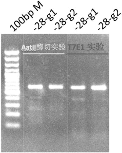 sgRNA editing HBB-28 mutation site based on CRISPR/Cas9 technology, vector and application thereof