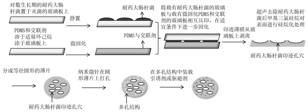 Imprinted thin film material for selectively separating drug-resistant bacillus as well as preparation and application thereof