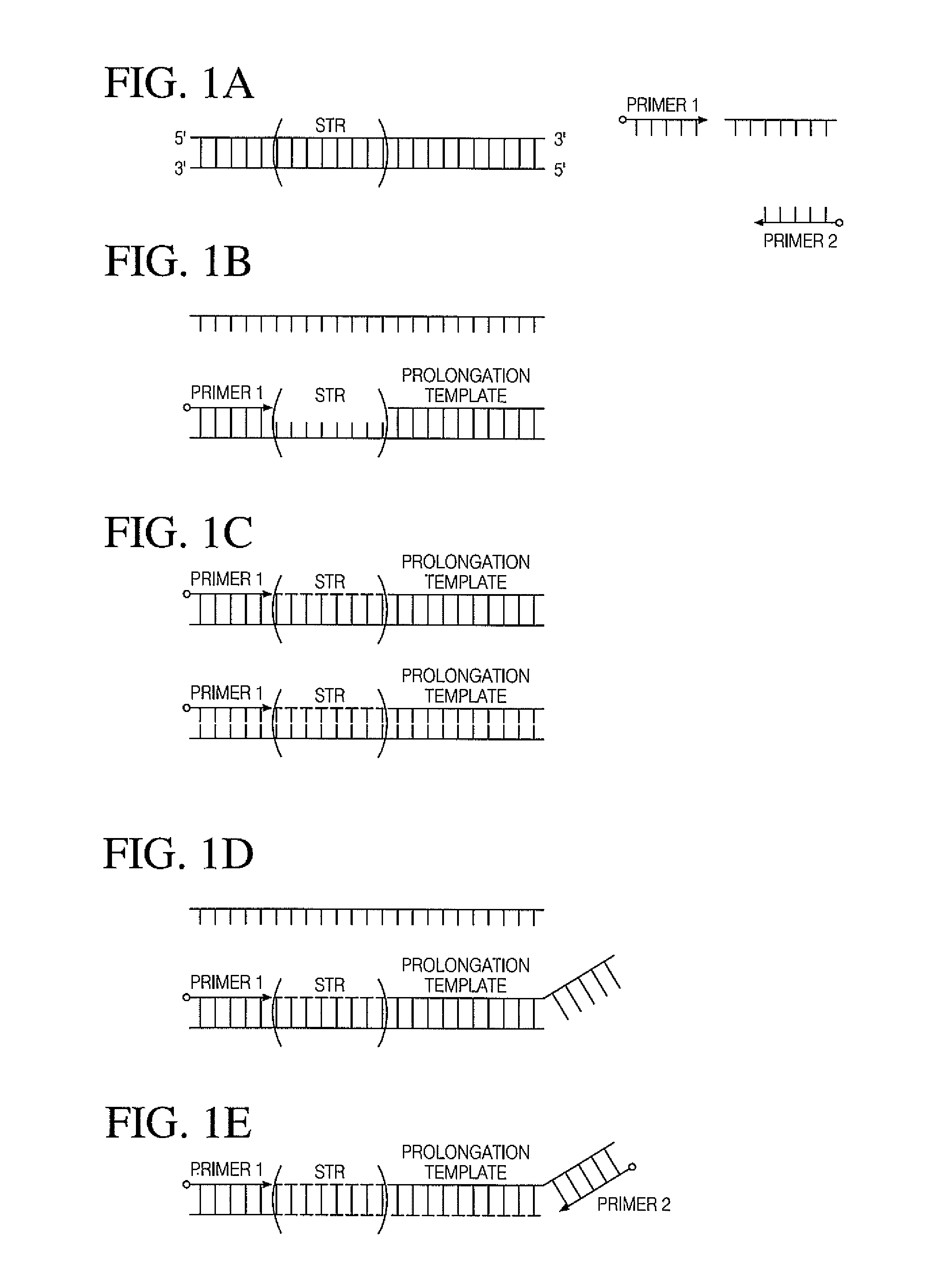 All mini-STR multiplex with increased C.E. through-put by STR prolongation template fusion