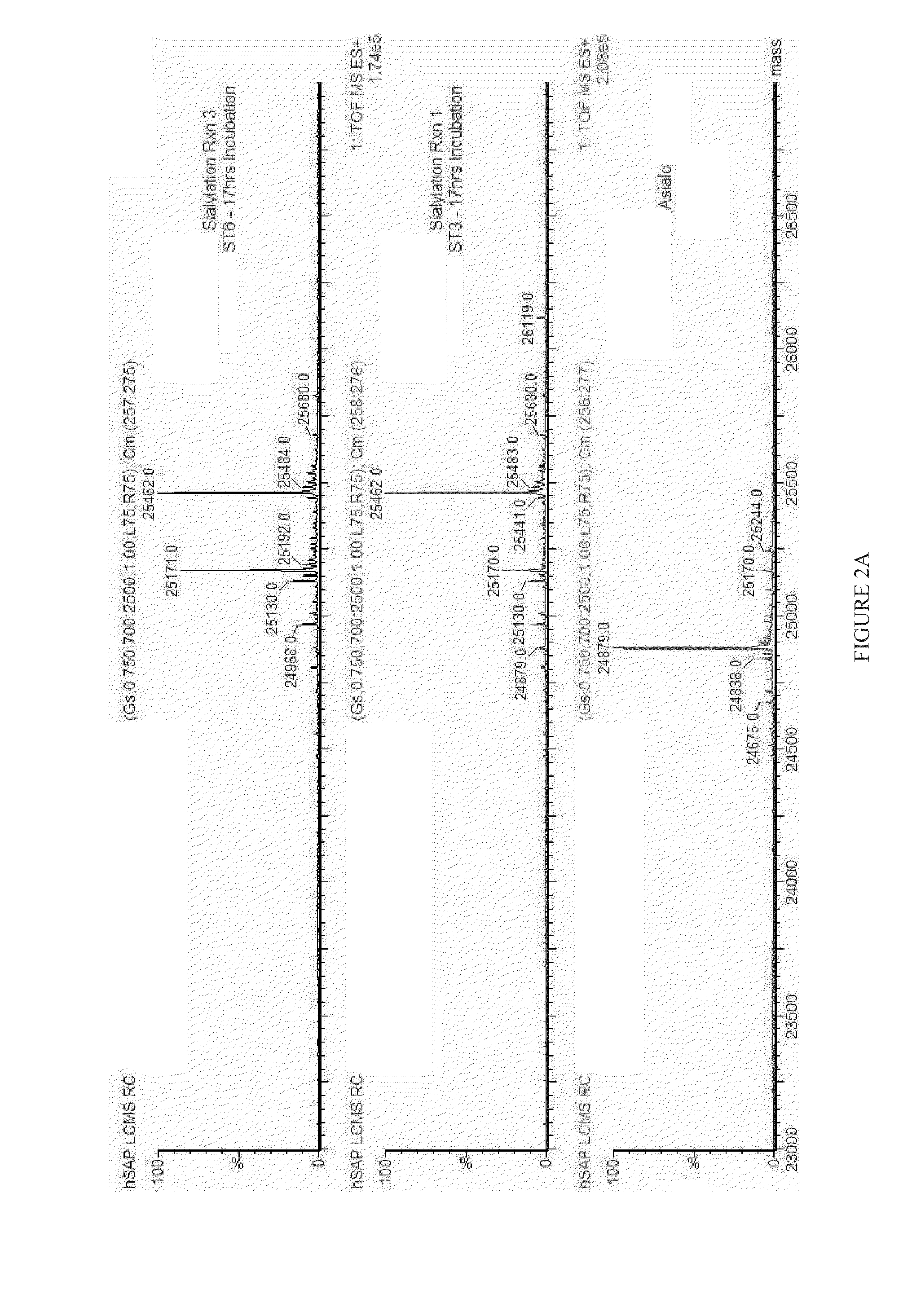 Serum amyloid p derivatives and their preparation and use