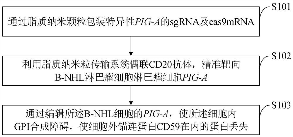 Method for improving anti-tumor effect of rituximab and application