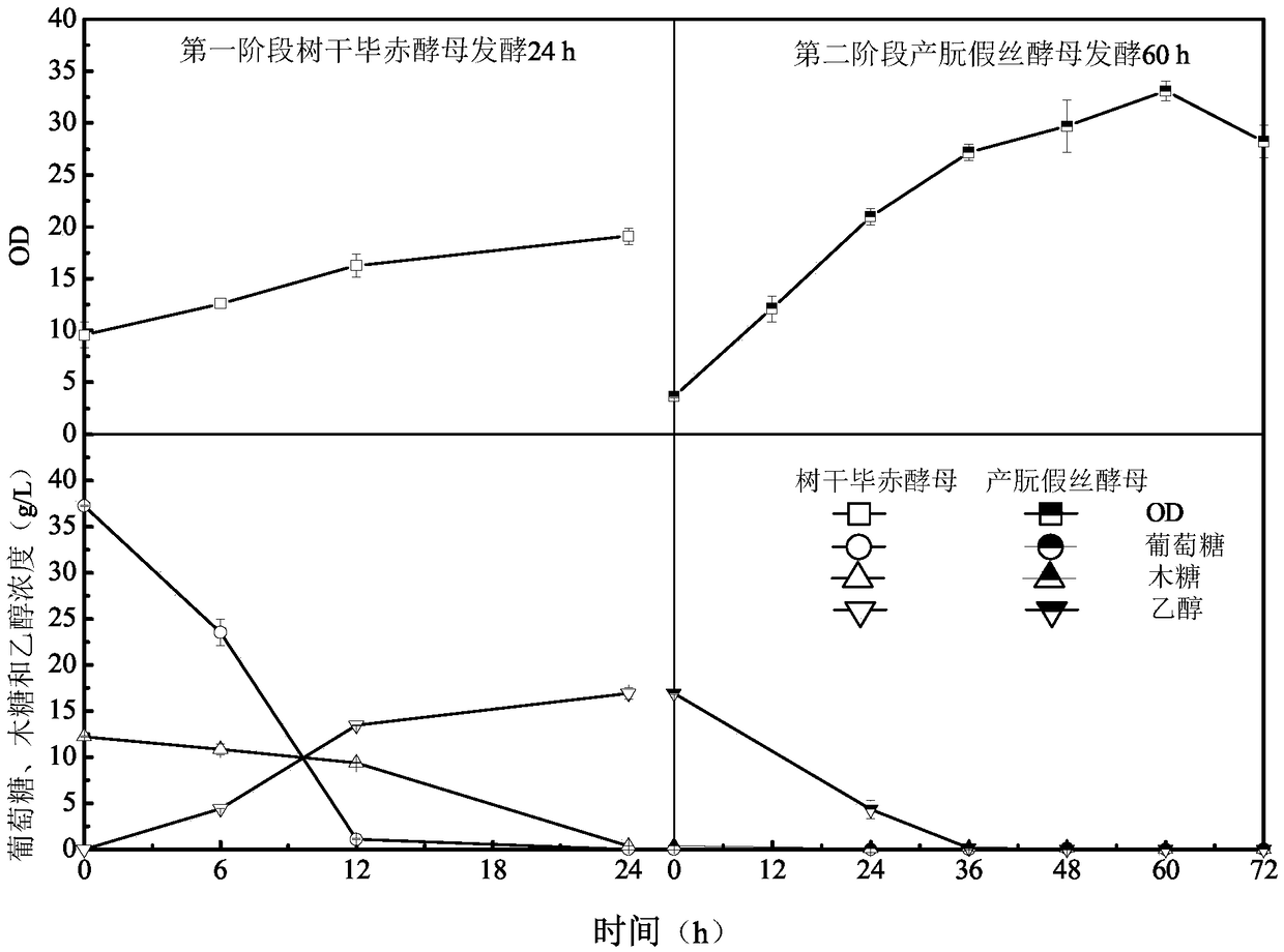 Method for producing single cell protein through double-bacteria step fermentation taking ethyl alcohol as transition carbon source