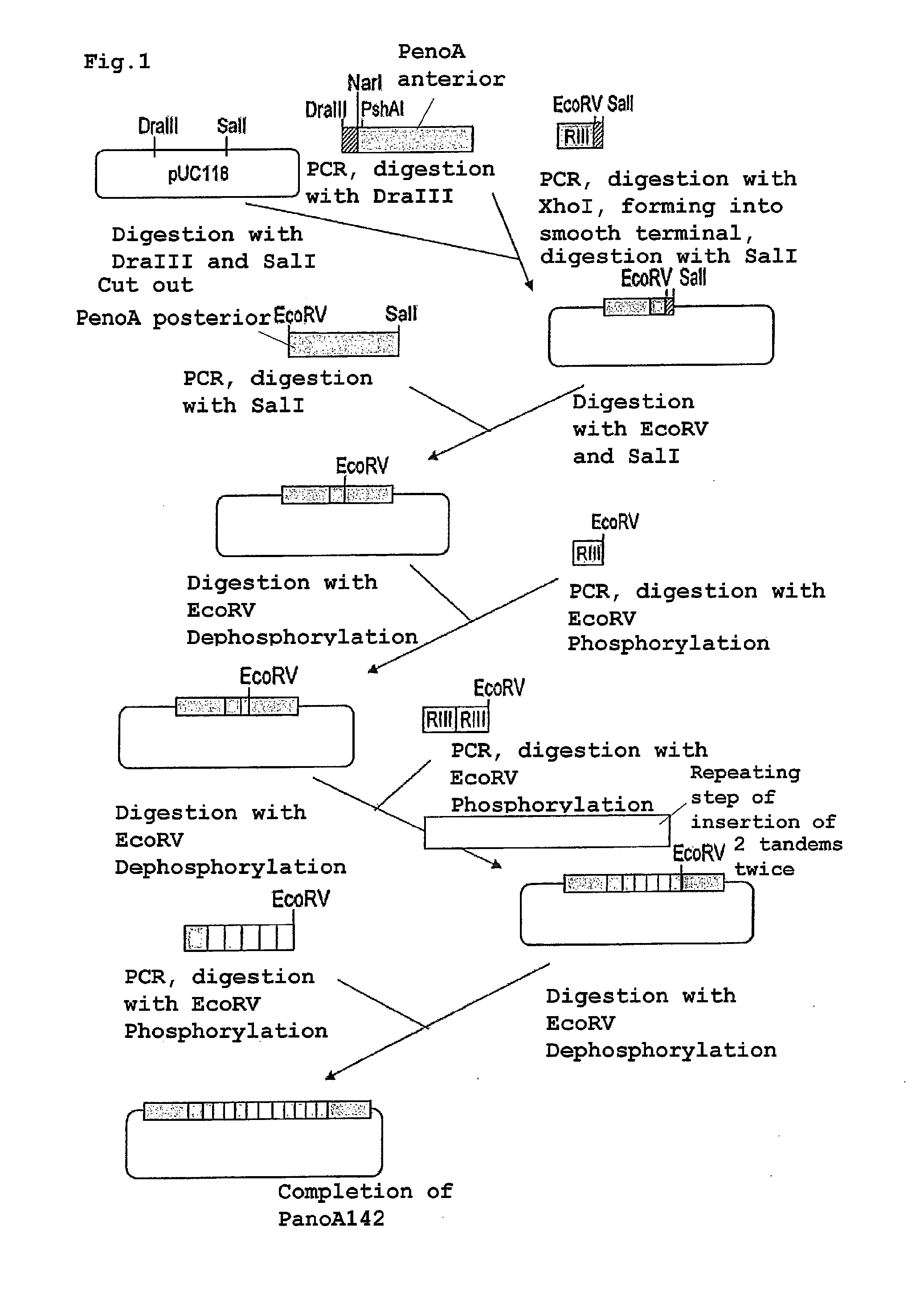 Acrylamide-degrading self-cloning aspergillus oryzae