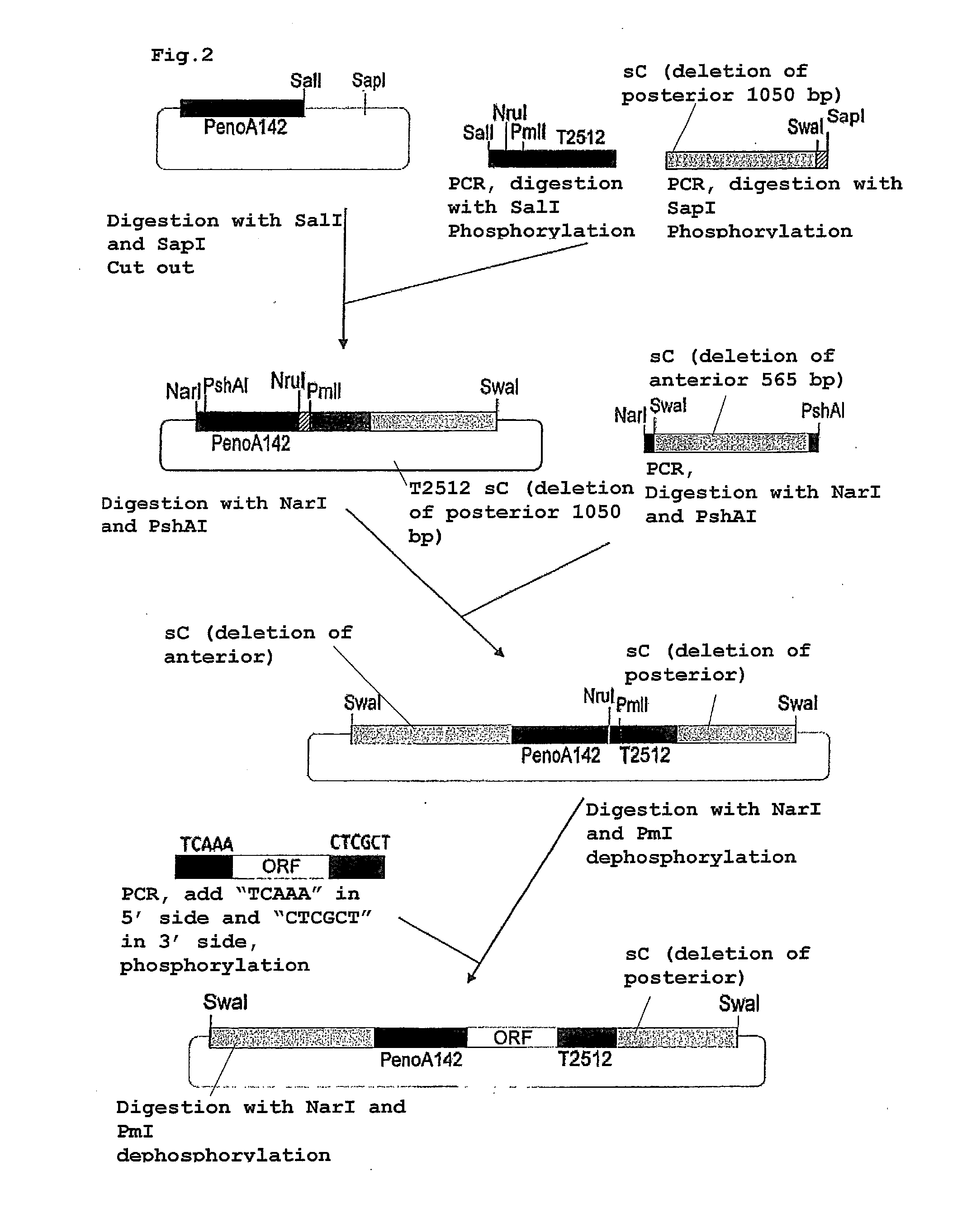 Acrylamide-degrading self-cloning aspergillus oryzae