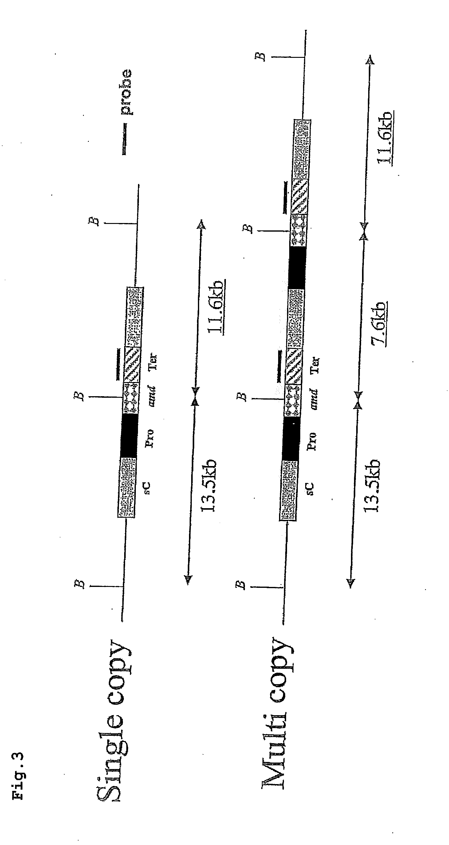 Acrylamide-degrading self-cloning aspergillus oryzae