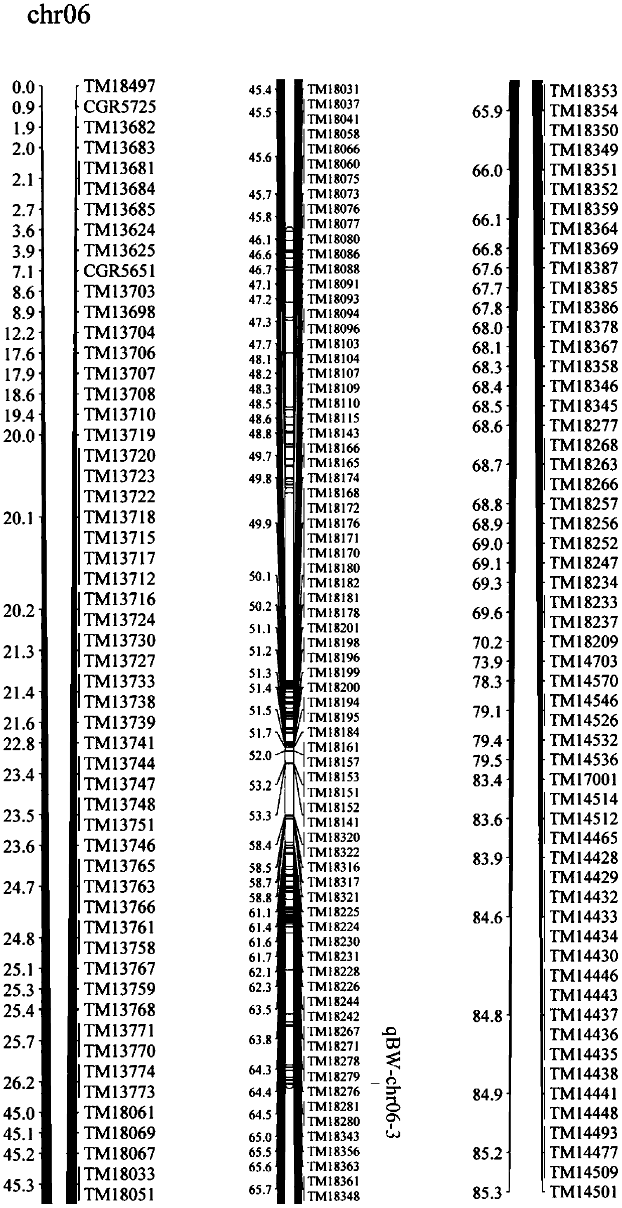 SNP molecular marker derived from single-boll weight major gene of Xinluzao 24