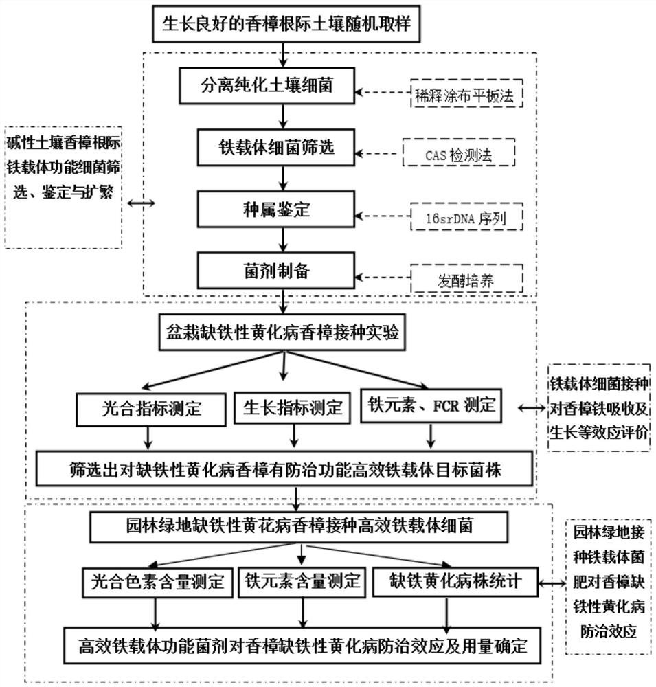 Application of siderophore plant-growth-promoting rhizobacteria