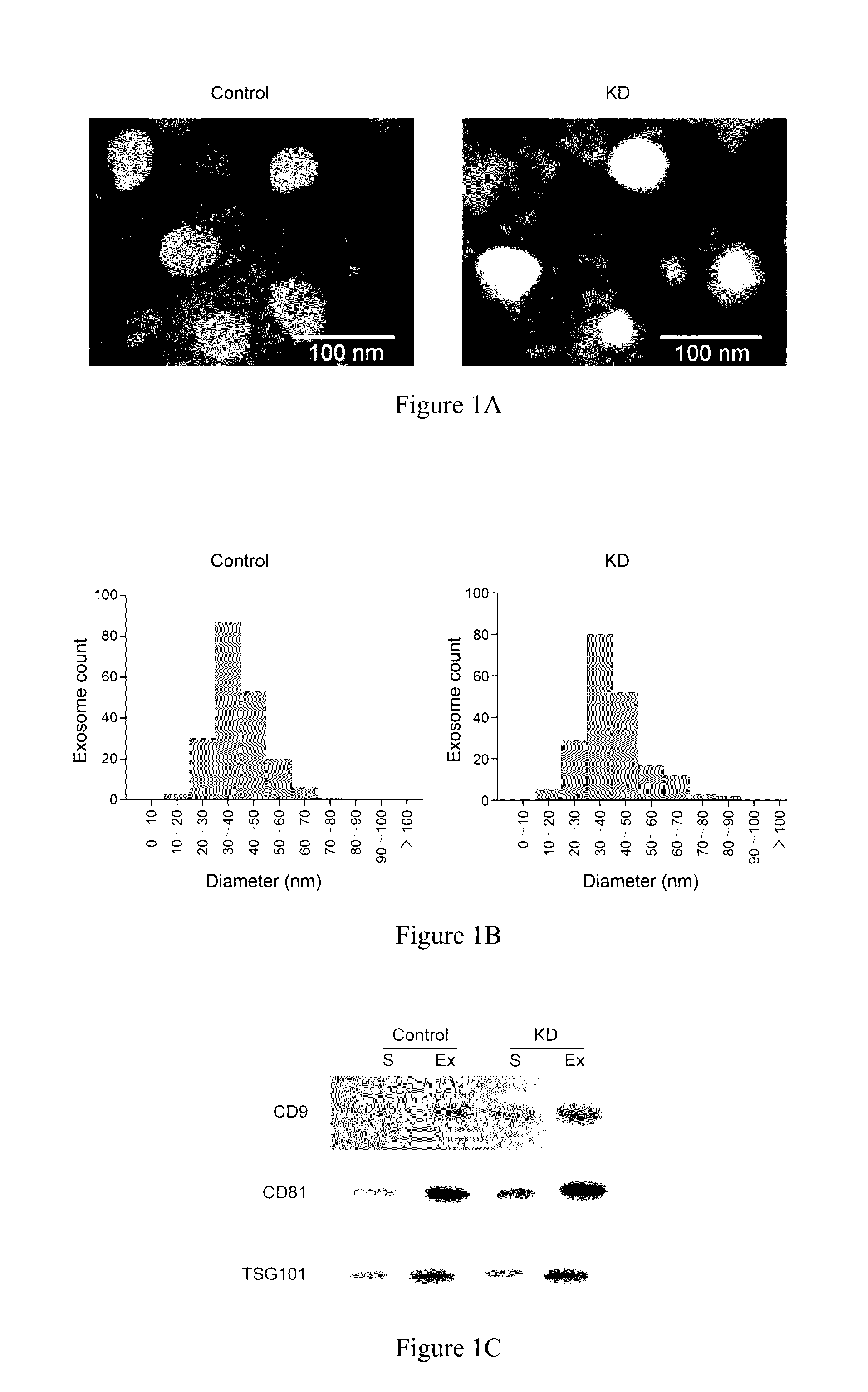 Nucleic acid markers for rapid diagnosis of kawasaki disease and kit for detection of the nucleic acid markers