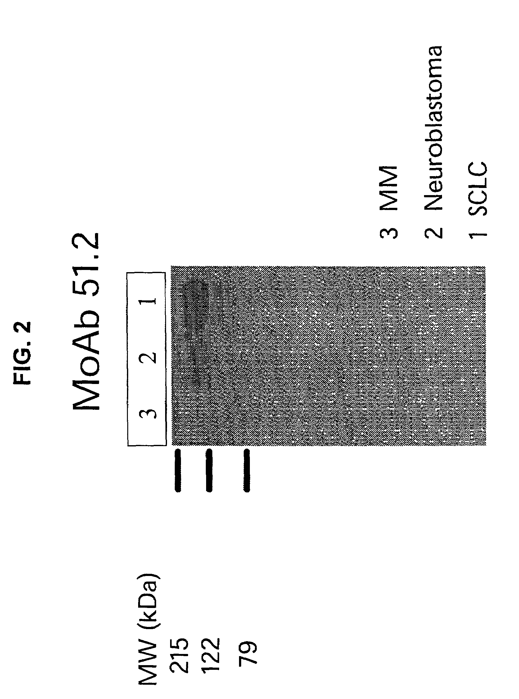 Monoclonal antibodies and cell surface antigens for the detection and treatment of small cell lung cancer (SCLC)