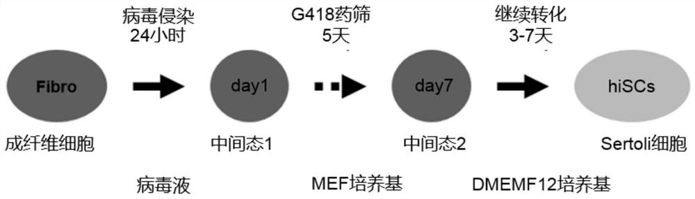 A method of reprogramming fibroblasts into sertoli cells in vitro and its application