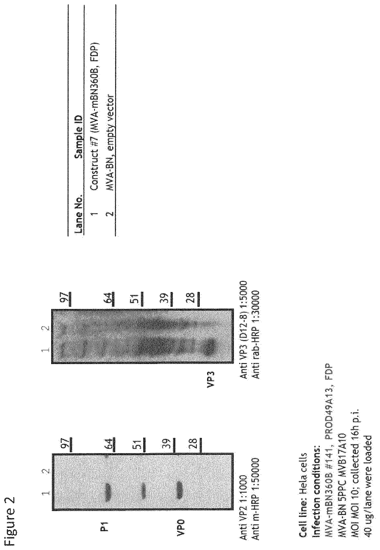 Recombinant modified vaccinia virus Ankara (MVA) foot and mouth disease virus (FMDV) vaccine