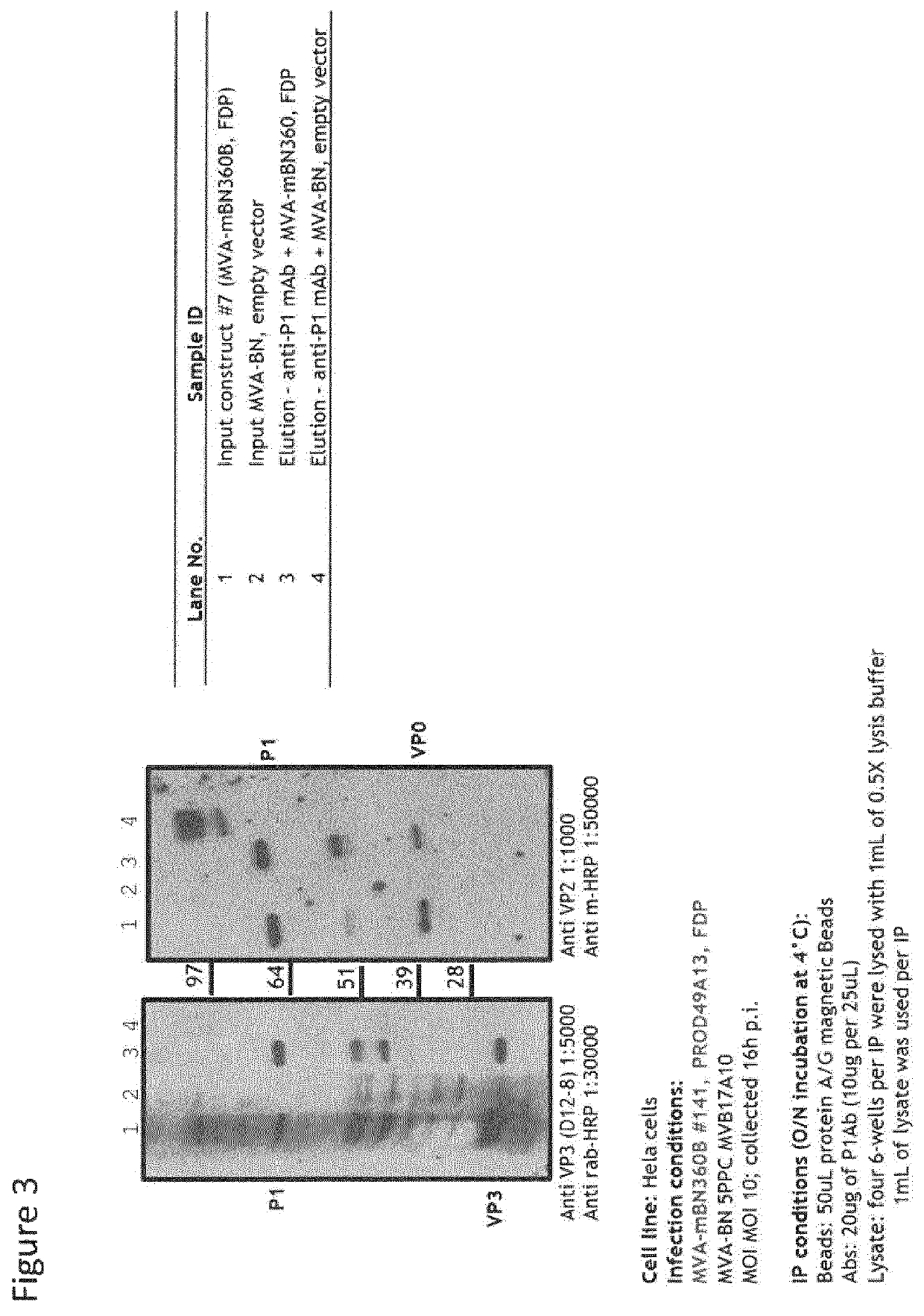 Recombinant modified vaccinia virus Ankara (MVA) foot and mouth disease virus (FMDV) vaccine