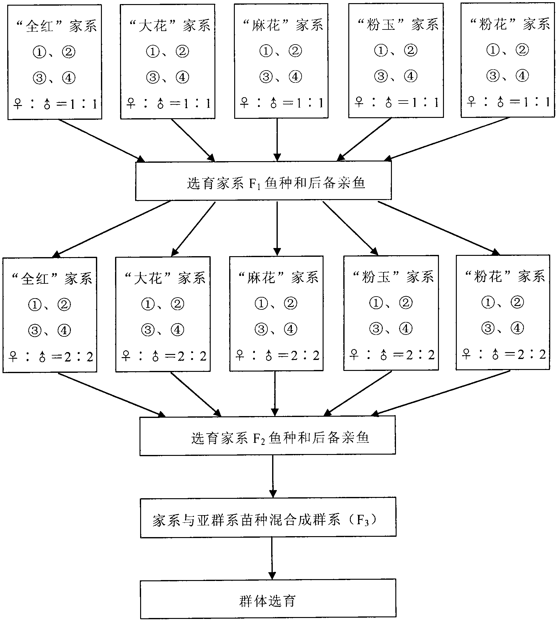 Method for breeding ornamental type Cyprinus carpio var. color