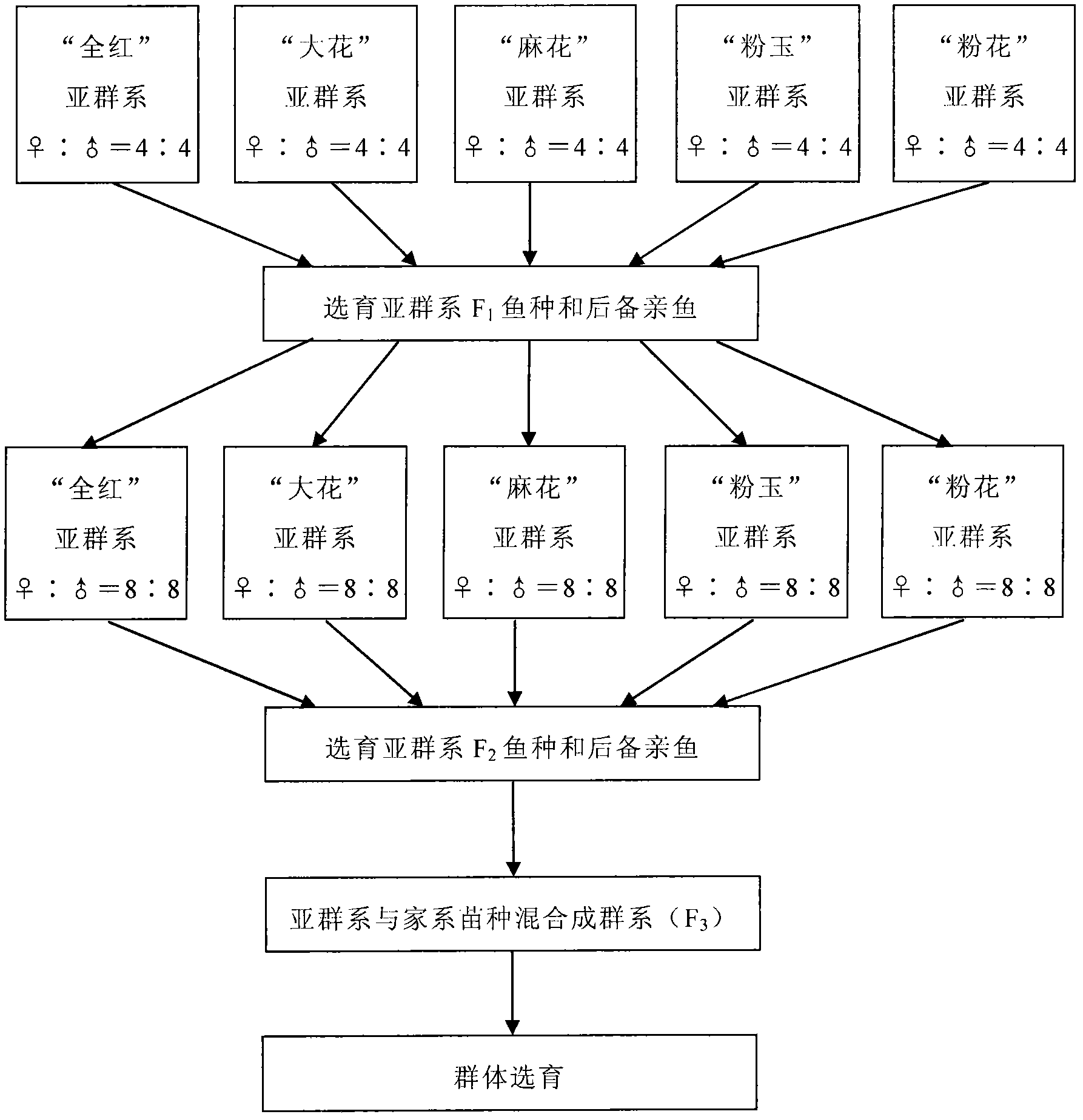 Method for breeding ornamental type Cyprinus carpio var. color