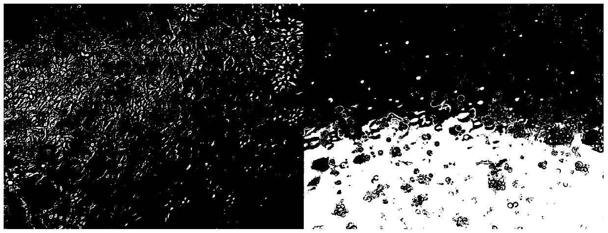 A kind of egg yolk antibody for preventing and treating new chicken reovirus and preparation method thereof