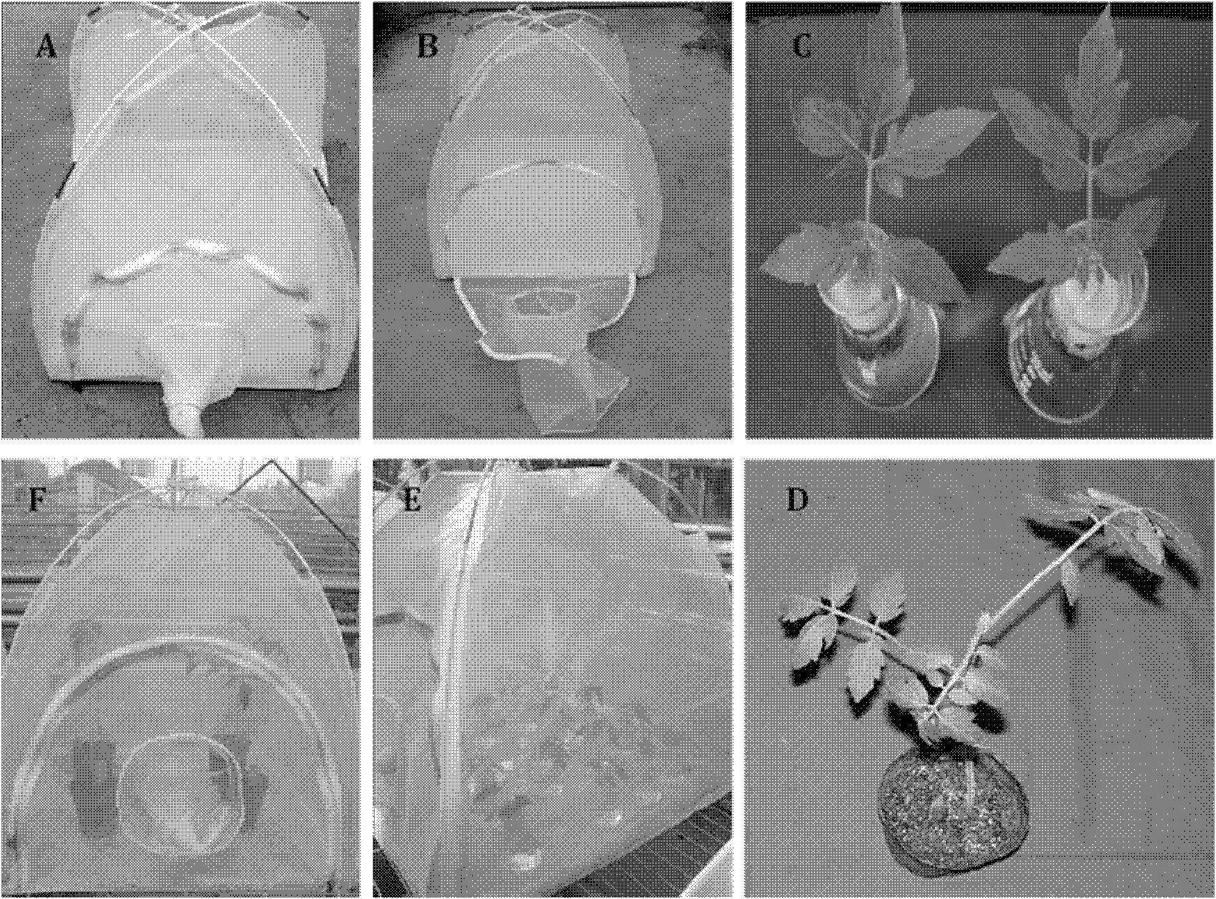 Method for identifying silverleaf whitefly resistance of tomato germplasm