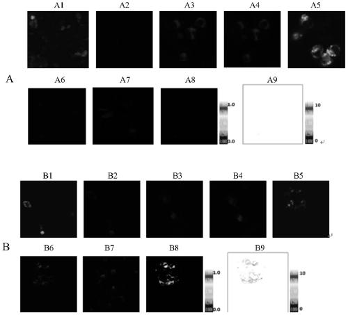 A HIV inhibitor screening model and its preparation method and application