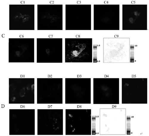 A HIV inhibitor screening model and its preparation method and application