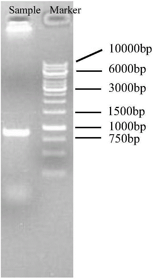 Preparation method of chiral aminoheterocyclic compound and derivative thereof