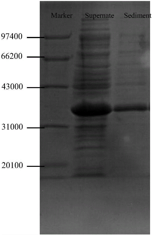 Preparation method of chiral aminoheterocyclic compound and derivative thereof