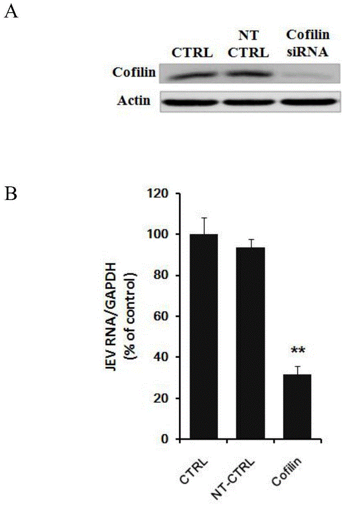 Application of Cofilin in preventing and treating Japanese encephalitis virus infection