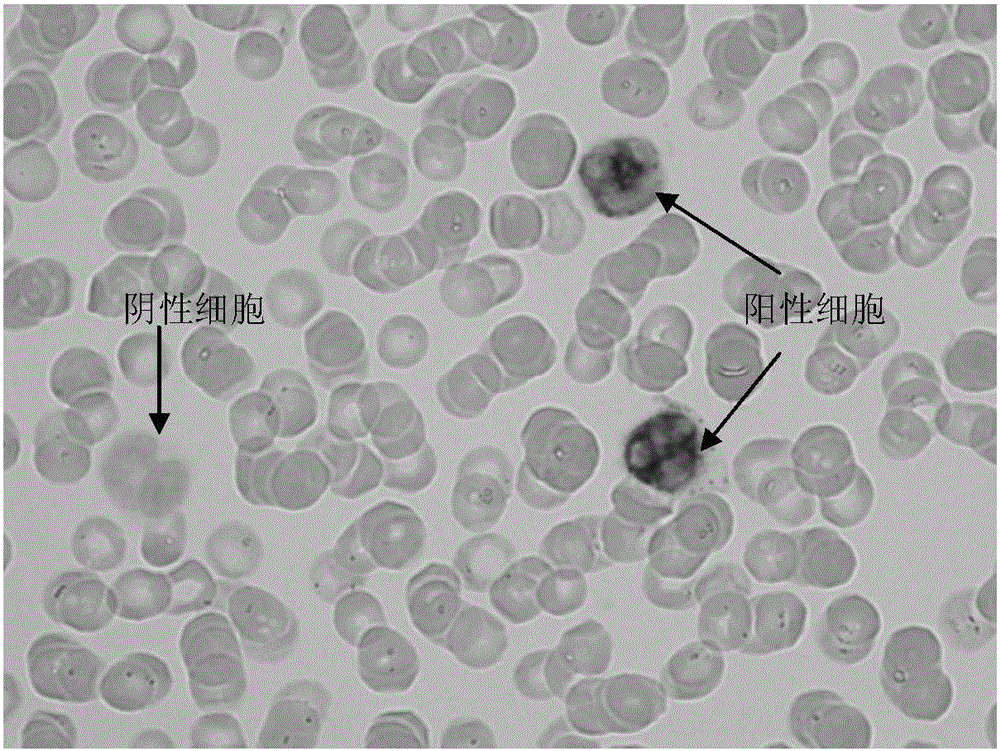 Alkaline phosphatase (NAP) staining solution (chemical staining method)