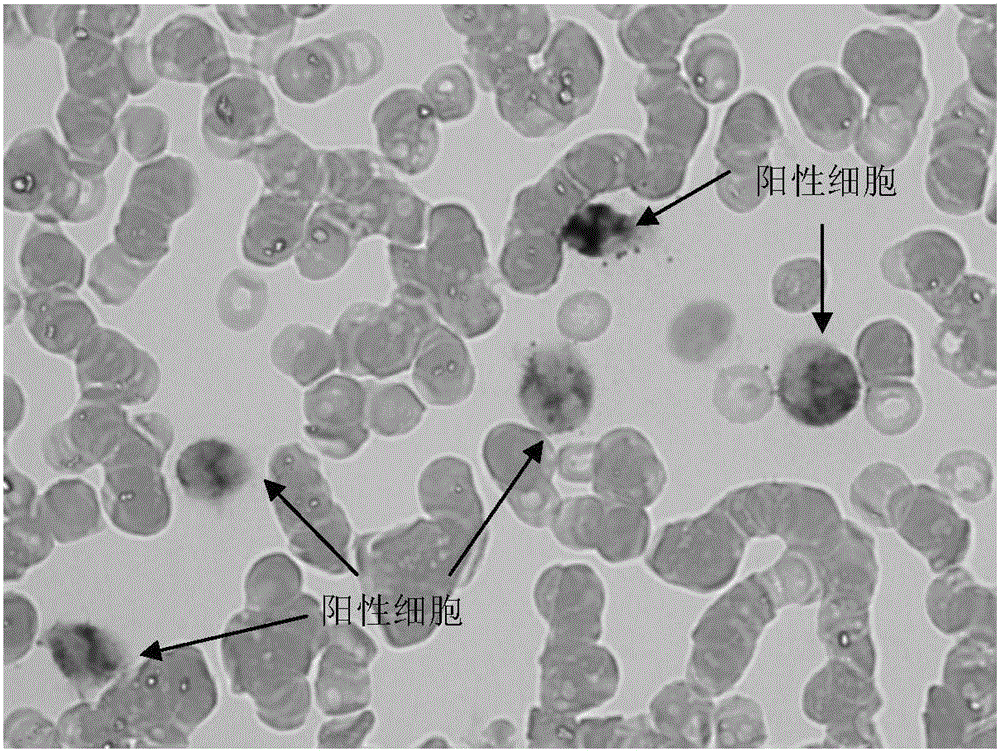 Alkaline phosphatase (NAP) staining solution (chemical staining method)