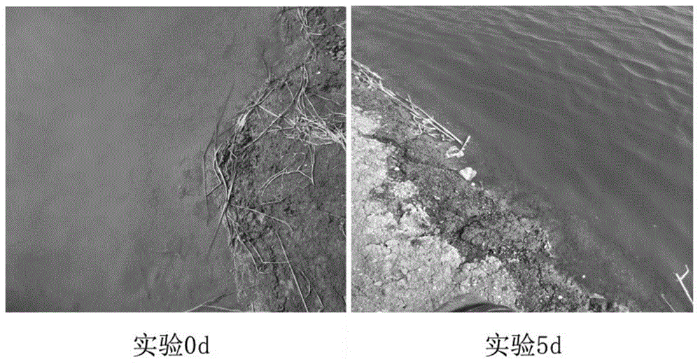 Aquaculture composite efficient biological fish fertilizer and preparation method thereof