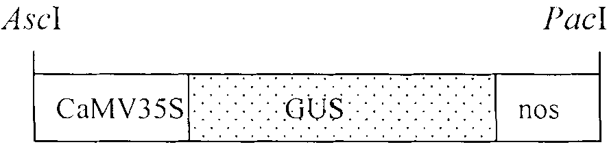 Method for cleaning DNA transformation plant without choosing marker gene