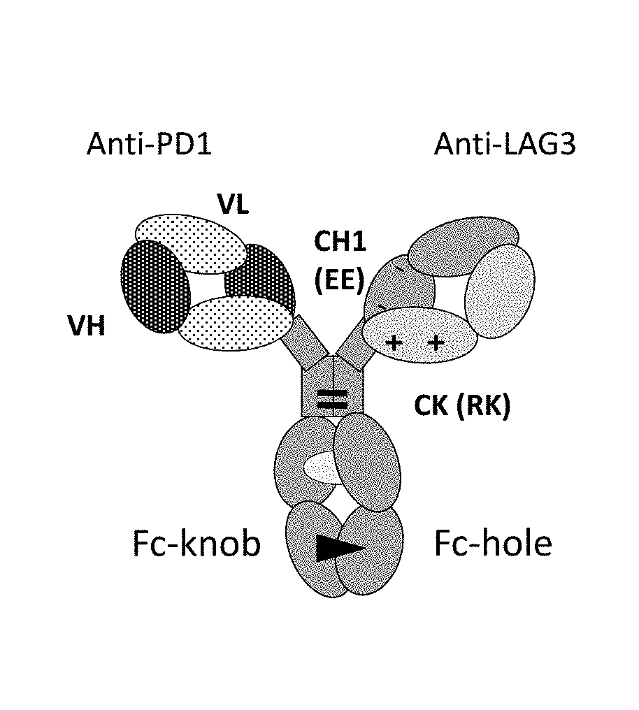 Bispecific antibodies specifically binding to pd1 and lag3