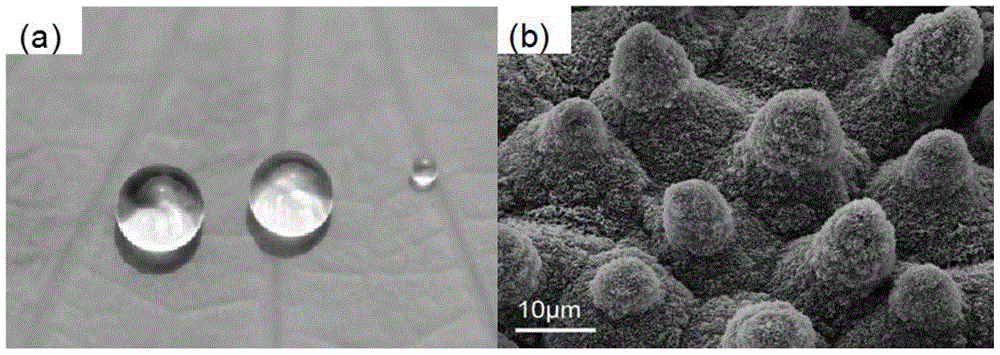 Preparation method of oil-water separation device