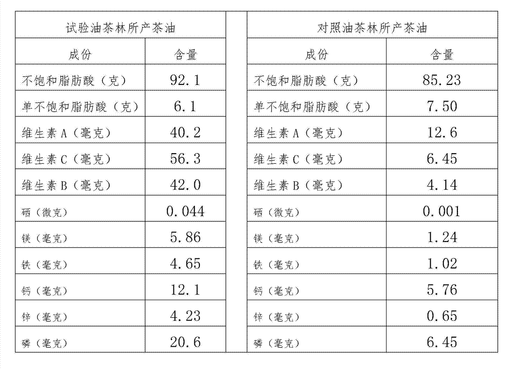 Cultivation method for high-quality oil-tea large seedlings