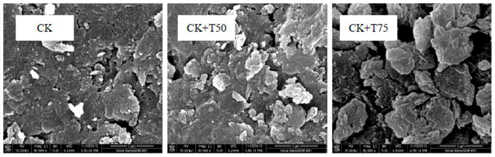 A kind of south red soil dry land nutrient expansion conditioner and preparation method thereof