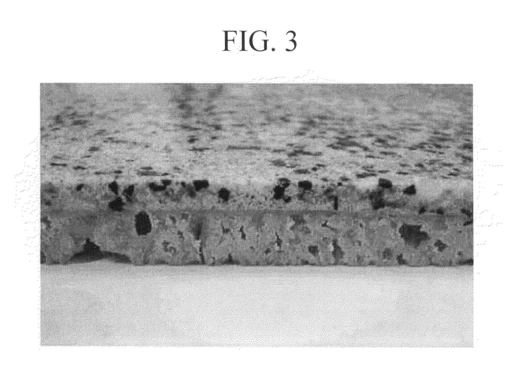 Foamed stone article and method for preparing the same