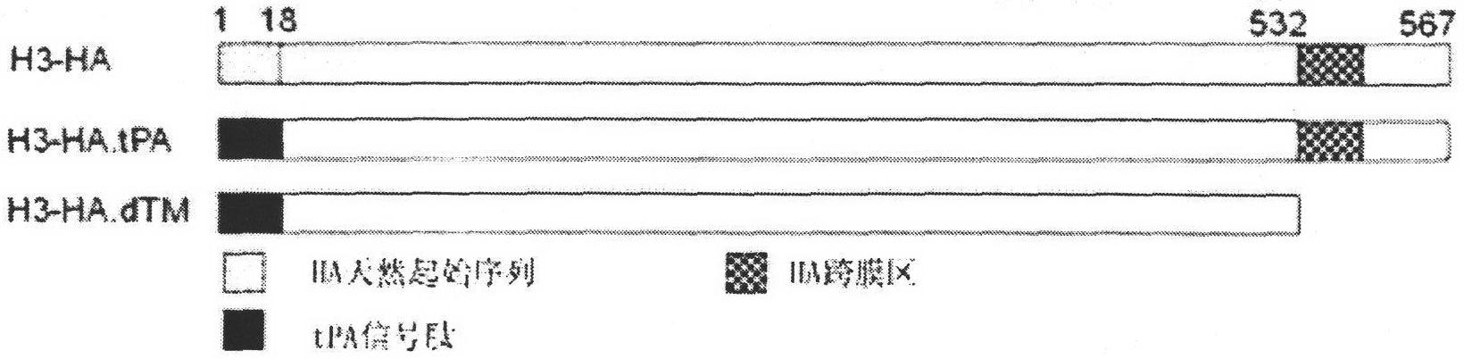 Codon-optimized H3HA/XJ3-07 gene and nucleic acid vaccine thereof