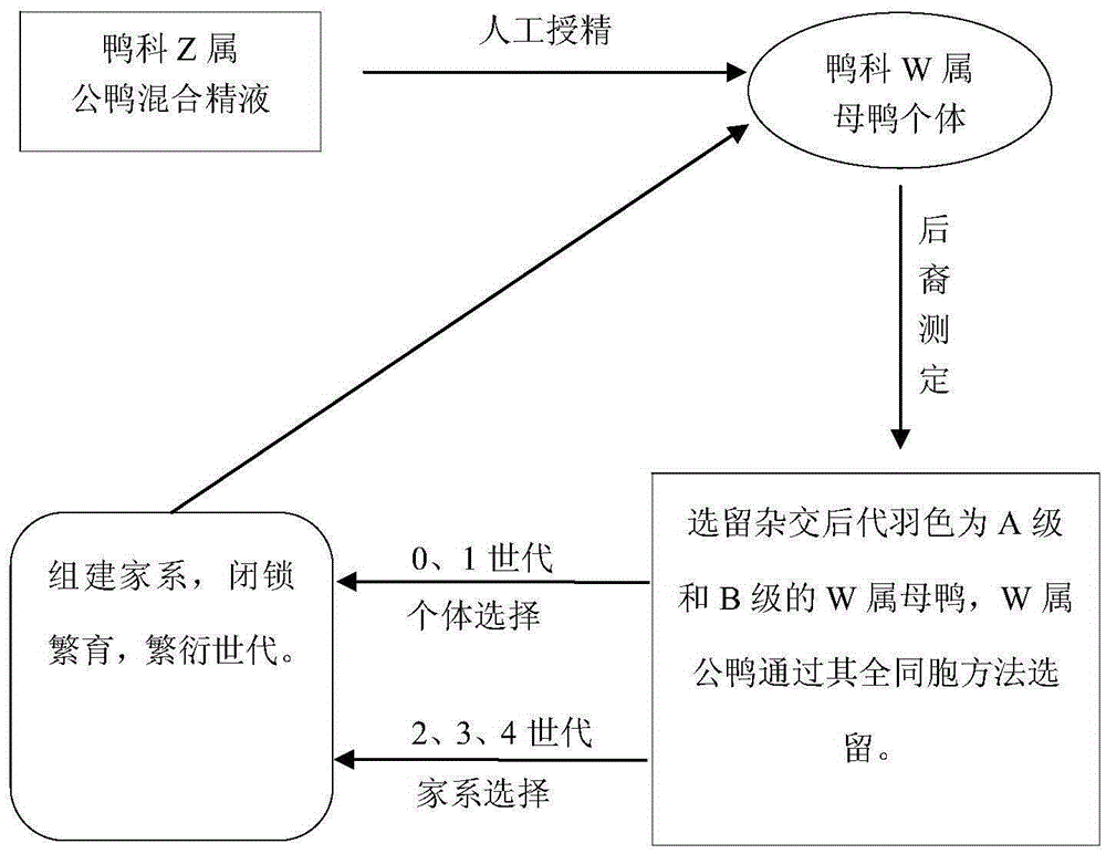 Breeding method for white-feather intergenerically hybridized duck female parent